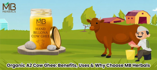 Organic A2 Cow Ghee: Benefits, Uses & Why Choose MB Herbals